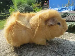 Knuffige Rosetten Meerschweinchen verschiedenen Alters 
