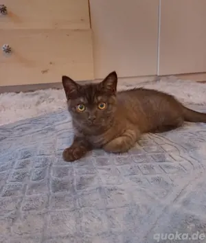 BKH Kitten 
