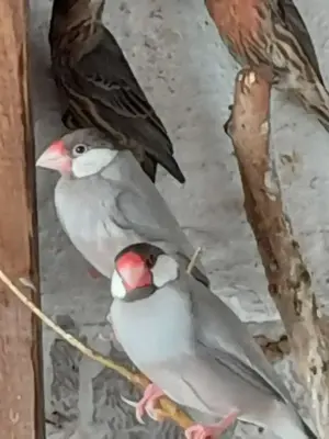 Vögel Reisfinken 