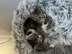 Zwei bezaubernde Kitten zu verkaufen