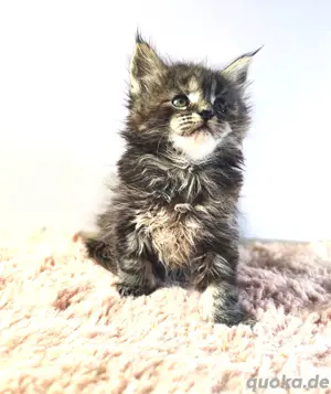 Maine Coon Kitten