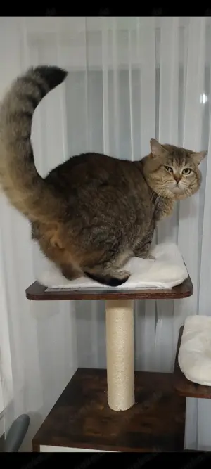 Deckkater BKH Bild 4