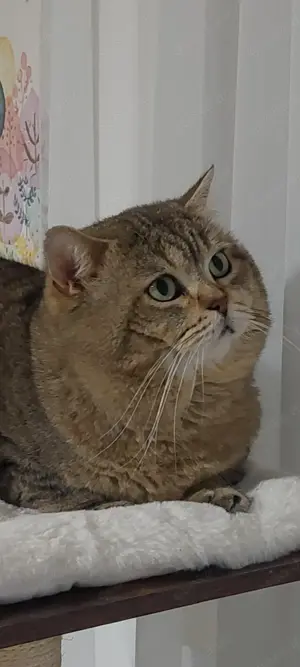 Deckkater BKH Bild 3