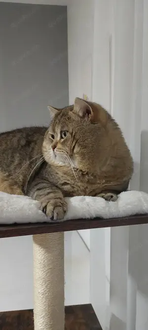 Deckkater BKH Bild 2