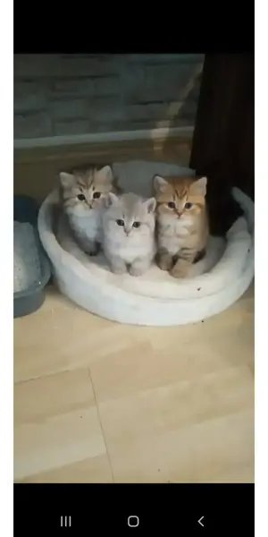 Deckkater BKH Bild 9