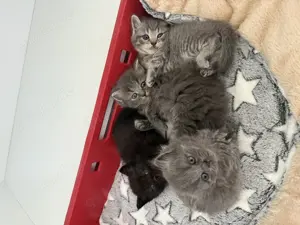 BKH Kitten abzugeben 