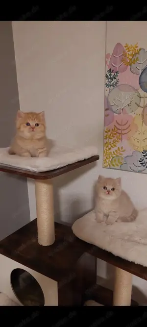 Deckkater BKH Bild 10