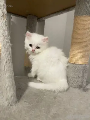 Britisch Kurzhaar Kitten   verspielt & verschmust   