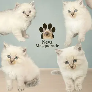 Neva Masquerade Kitten   Reinrassig & Gesund   3 Männchen, 1 Weibchen