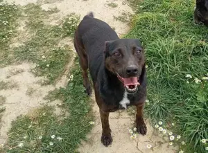 Lomri, vorsichtige Hundedame, ca. 6 Jahre, ca. 17 kg