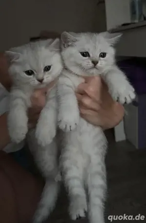 Britisch Kurzhaar Kitten