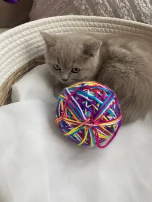 Britisch Kurzhaar Kitten