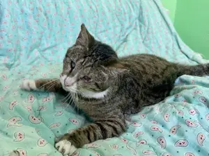 Mini, menschenbezogene Katzendame, ca. 3 Jahre alt, blind