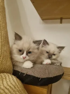 Ragdoll Kitten