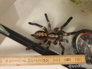 Blaue Ornamentvogelspinne