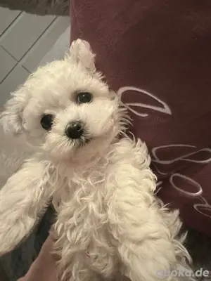 Wunderschöne Bichon Malteser suchen ihr Zuhause  