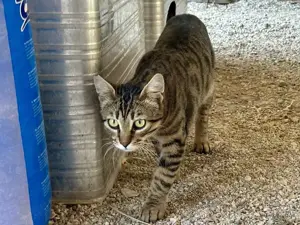 Orestis, verspieltes Katerchen, ca. 1 Jahr Sie befinden sich hier: Start Katzen Erwachsene Katzen