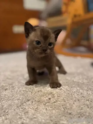 Reinrassige Burma Kitten suchen ein neues Zuhause