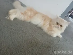 katze dame zum verkaufen 