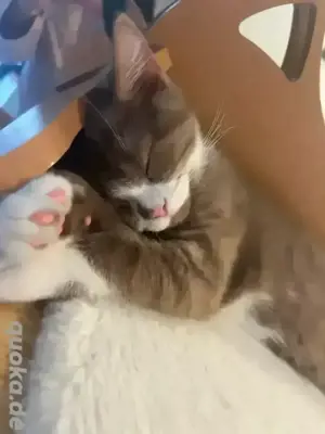 BKH Kitten 1 Junge 