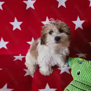 Shih Tzu - Phal ne Mix