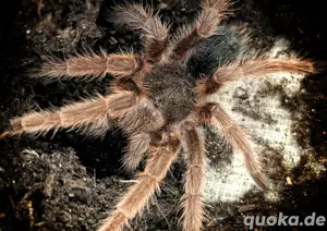 1.0 Grammostola anthracina, Vogelspinne 