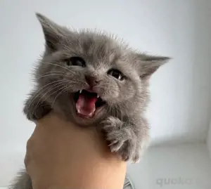 Bkh Babykatze Britische Baby Katzen