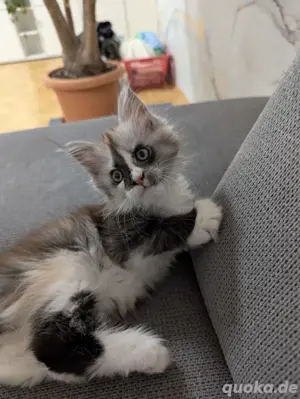 verkuscheltes Maine Coon Kitten Poly