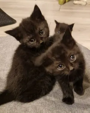 Maine coon mit getigerte Kätzchen