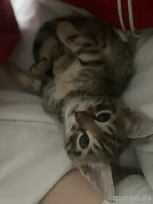 Bengal babykatzen zu verkaufen