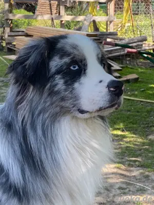 Australian Shepherd, Aussie, blue merle bi, blaue Augen, Deckrüde 