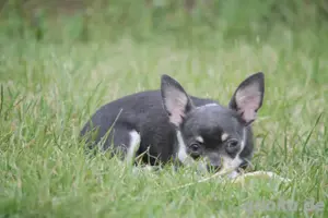 Reinrassige Chihuahua Hündin in Blue Tan mit Ahnentafel 