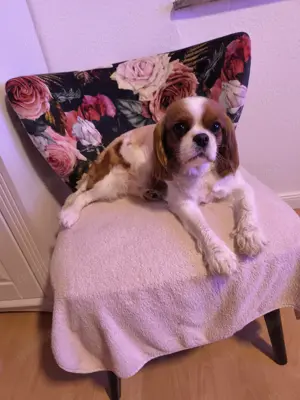 Cavalier King Charles Spaniel Hündin, 5 Jahre 