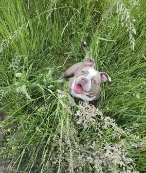 Old English Bulldog-OEB Lilac Weiß Blau Grüne Augen 