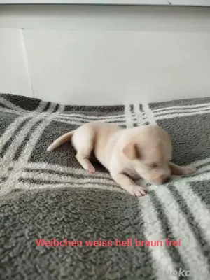 Chiuahua Volpino Italiano