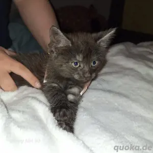 mainecoon mix babys