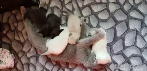 nur noch 2 kitten Britisch Kurzhaar 