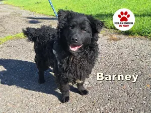 Barney - kleiner Hund, großes Herz!
