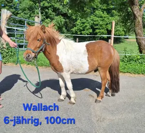 Shetlandponys & Freizeitpferde 