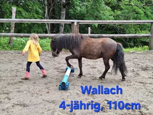 Shetlandponys & Freizeitpferde 