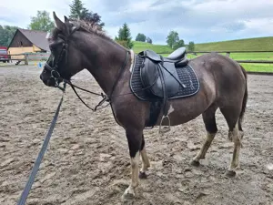 Shetlandponys 