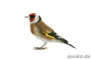 suche Stieglitz natur  europe 