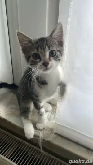 baby katzen 