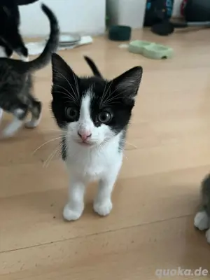 baby kitten