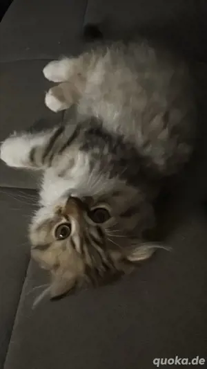 BKH+BLH Mix kitten