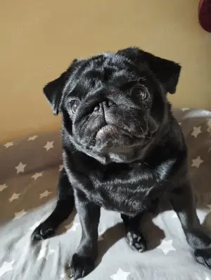 Mops Hündin in schwarz 