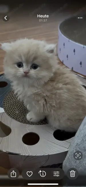 Bezaubernde Britisch Langhaar Kitten