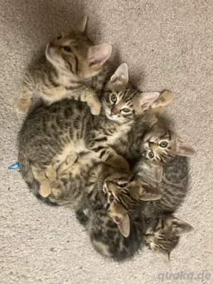 Bengal katzen zur verkauf