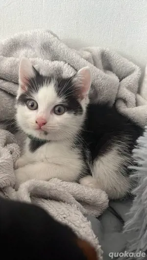 Wunderschöne BKH Kitten aus liebevoller Aufzucht abzugeben