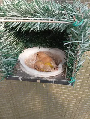 Mänlich , mutation grünfink
